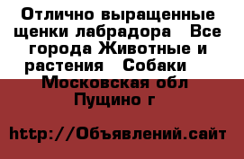 Отлично выращенные щенки лабрадора - Все города Животные и растения » Собаки   . Московская обл.,Пущино г.